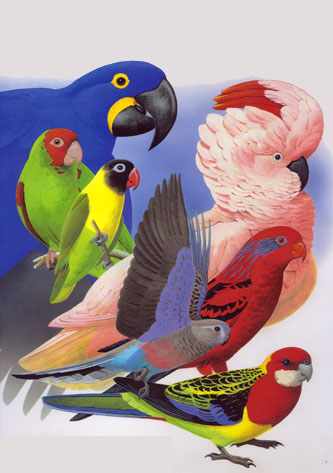 parrot distribution